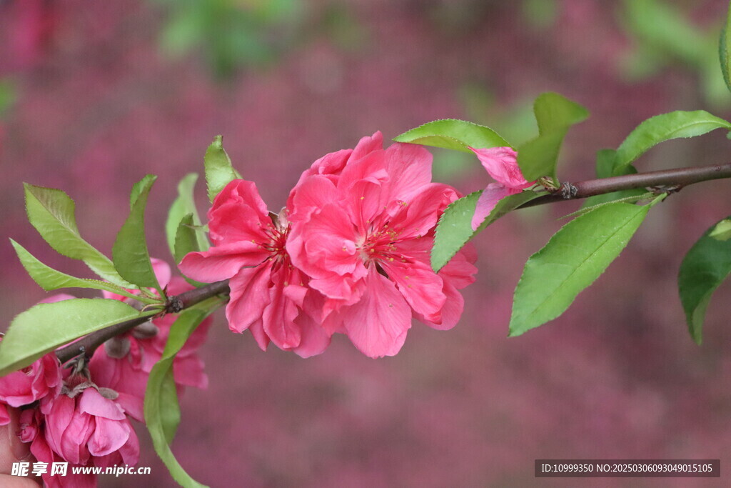 桃花