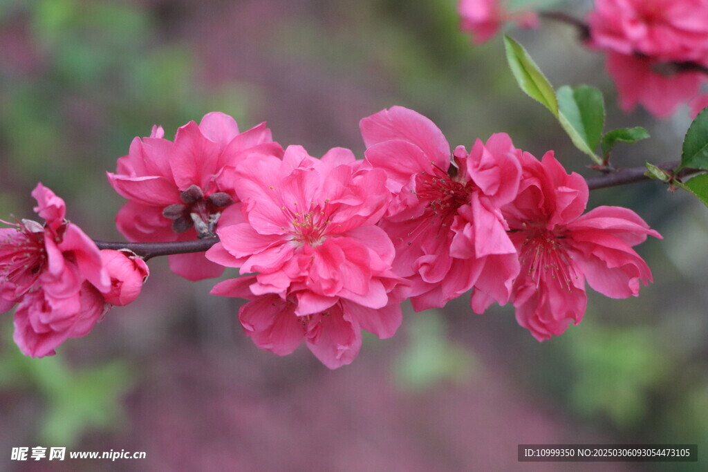 桃花