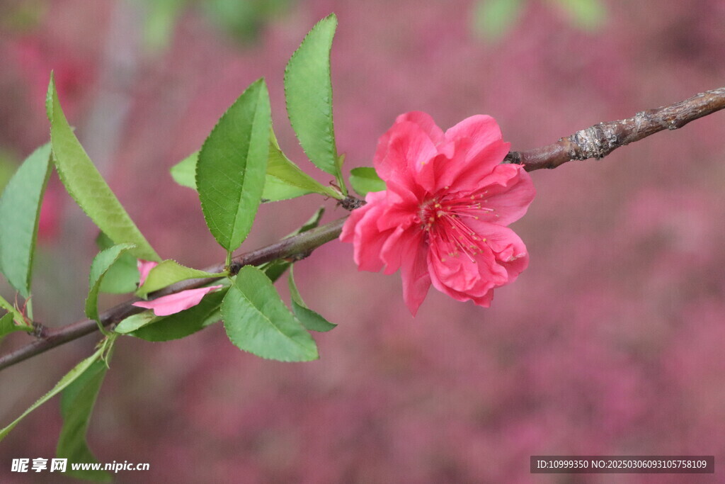 桃花