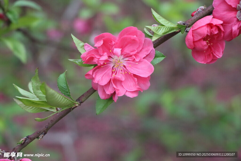 桃花