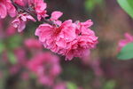 桃花盛开