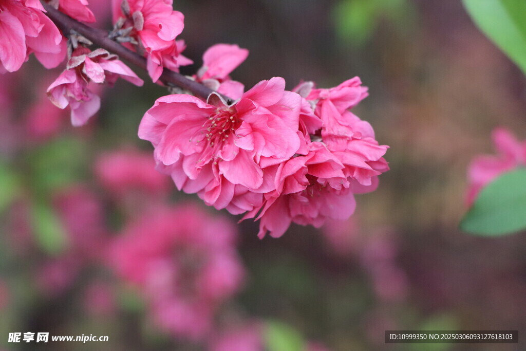 桃花盛开