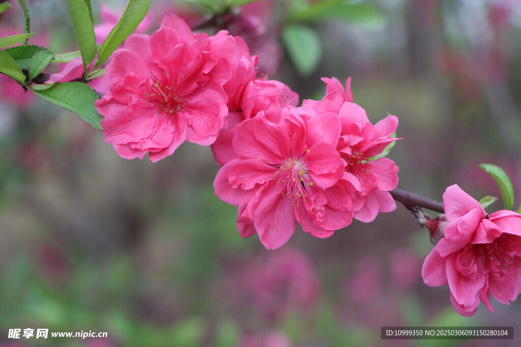 桃花