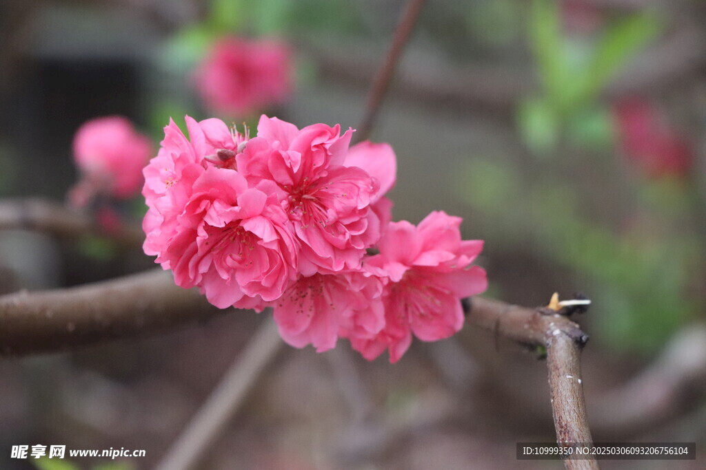 桃花