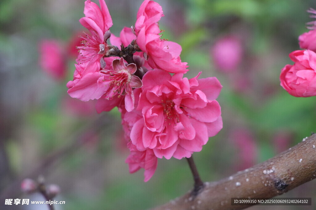 桃花