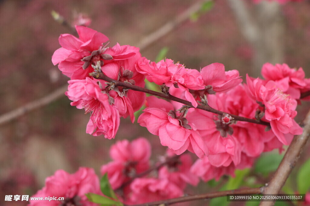 桃花盛开