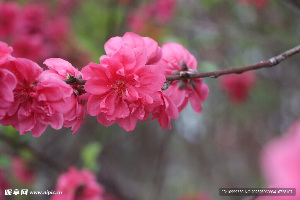 桃花