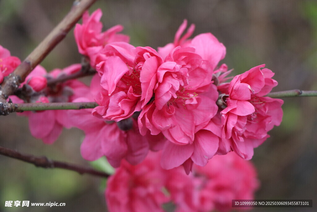 桃花