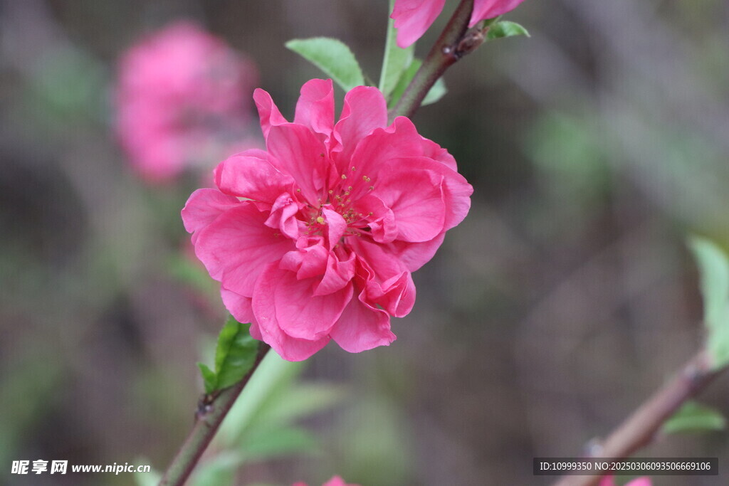 桃花