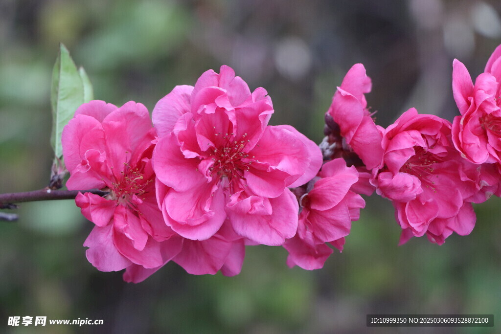 桃花