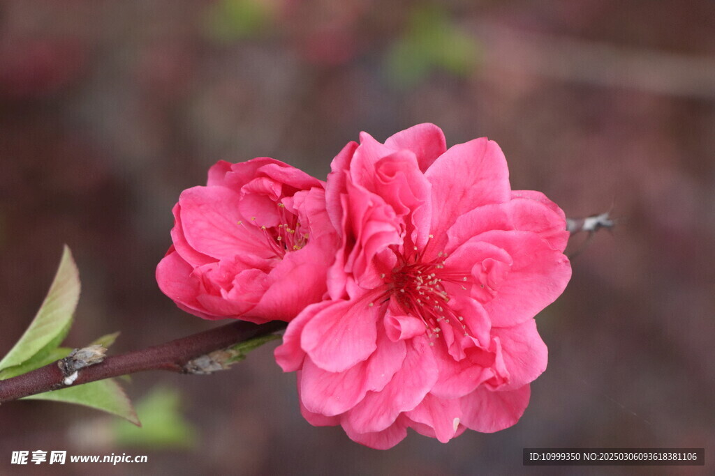 桃花