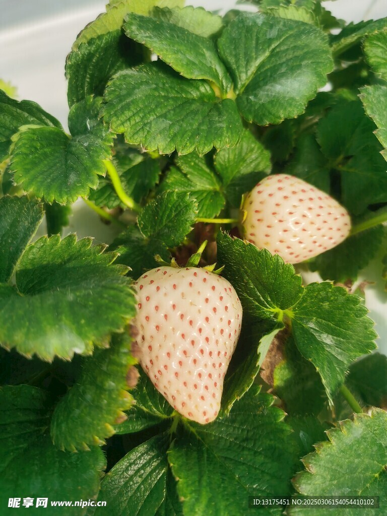 草莓摄影