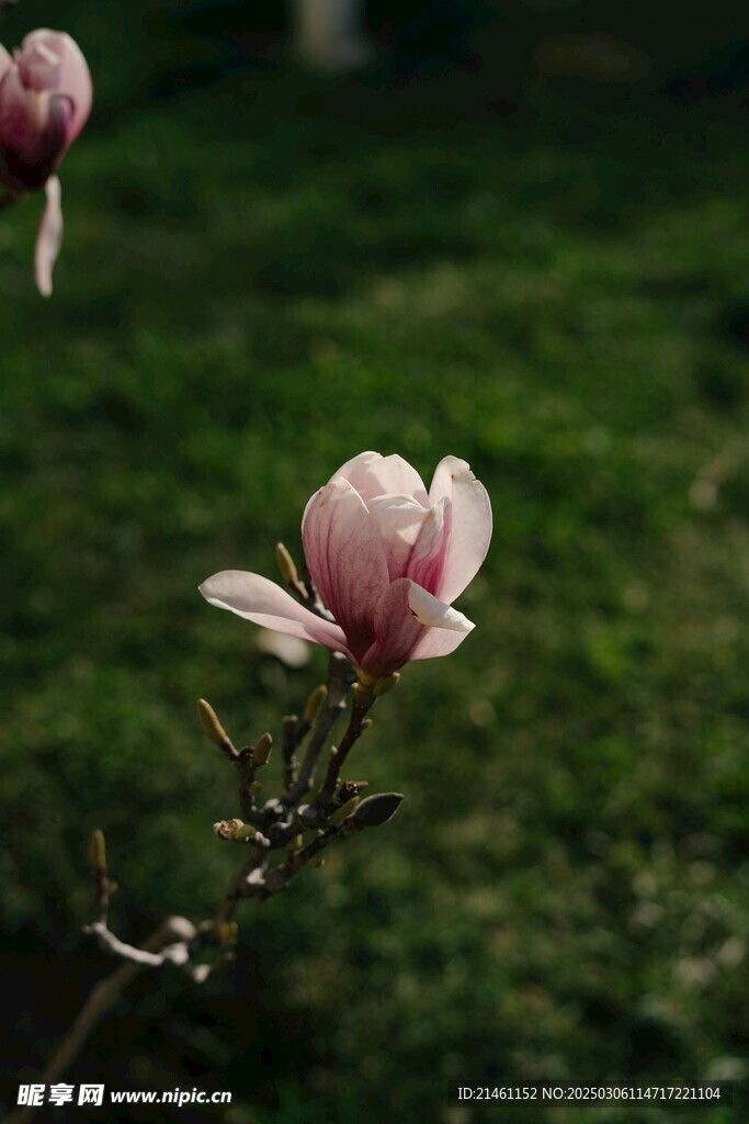 玉兰