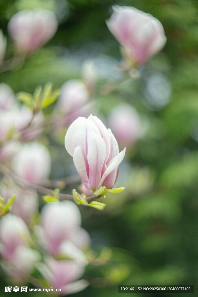 玉兰