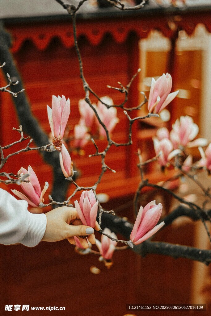 玉兰