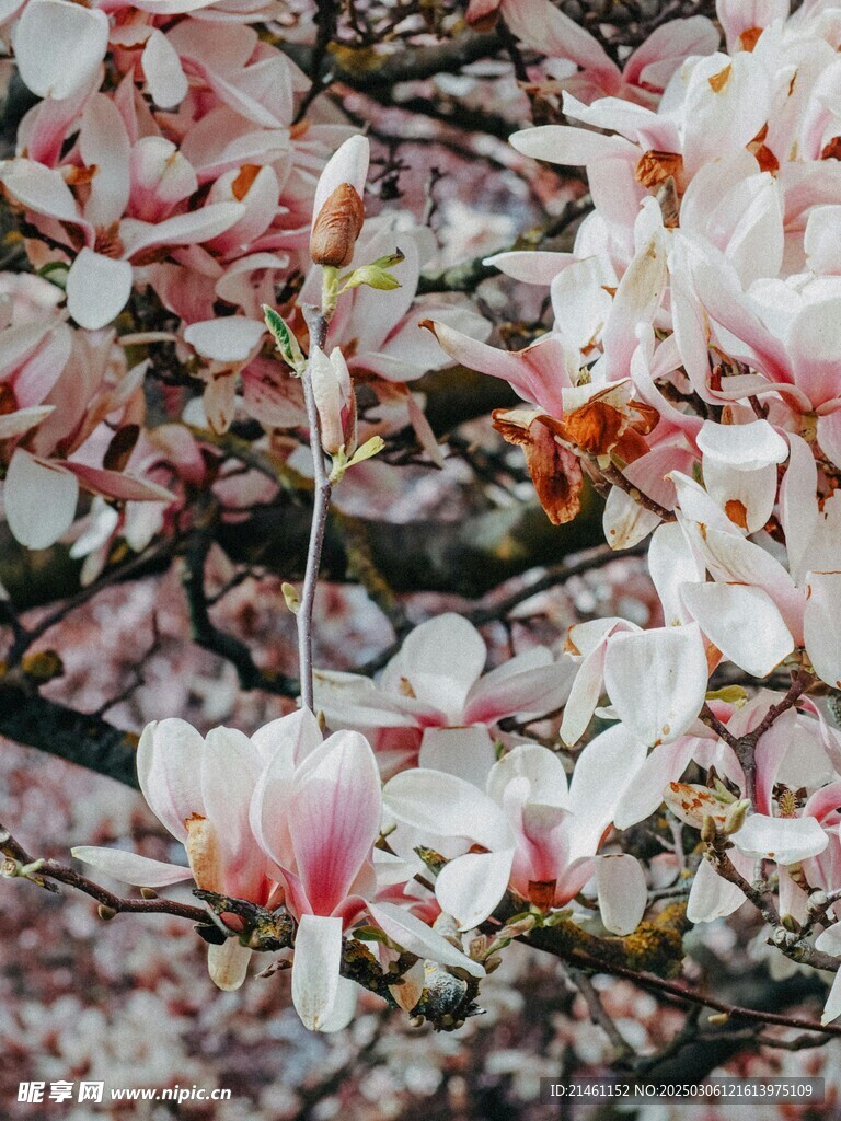 玉兰