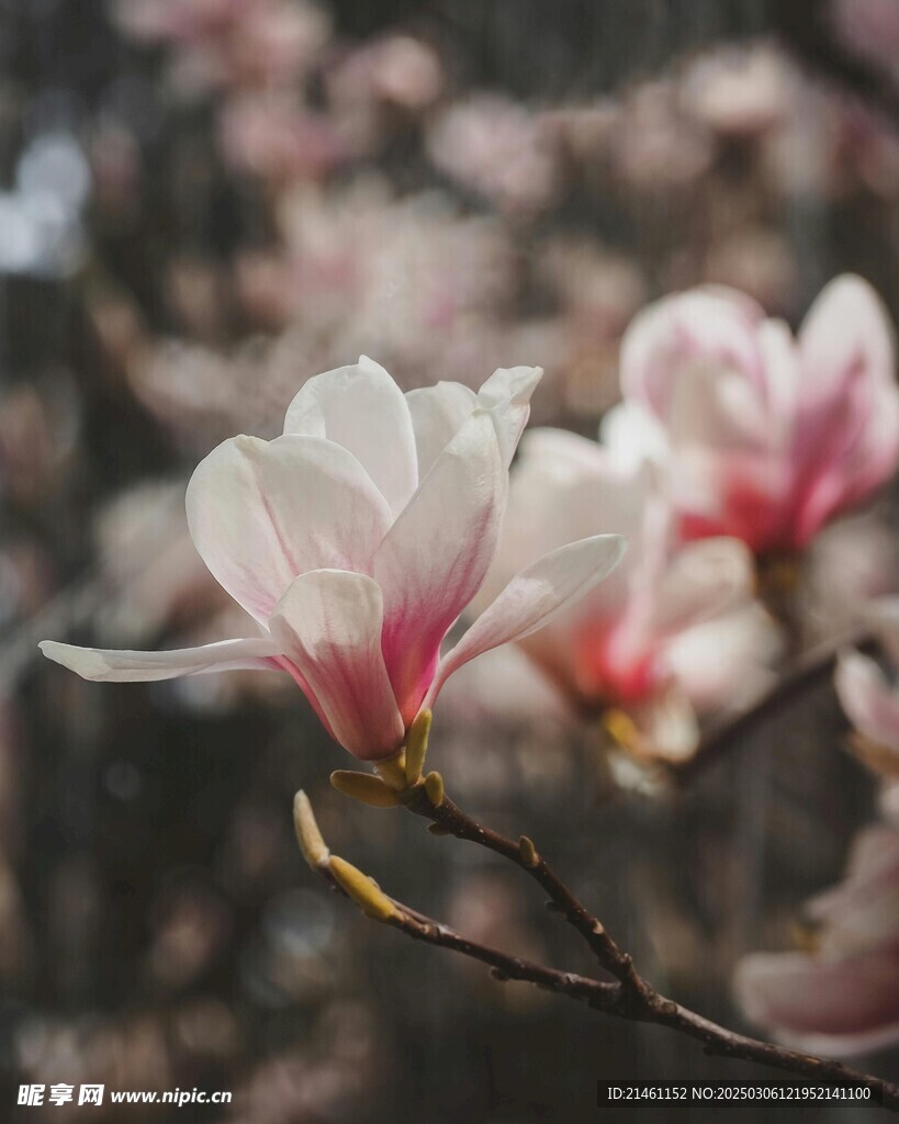 玉兰
