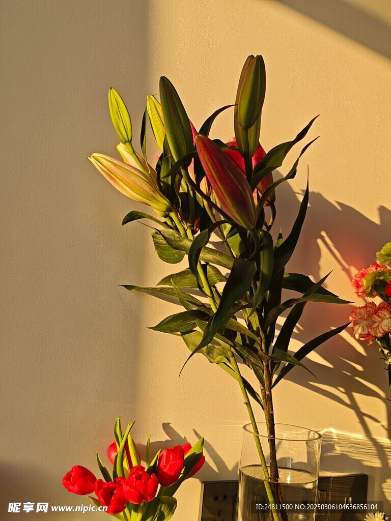香水百合