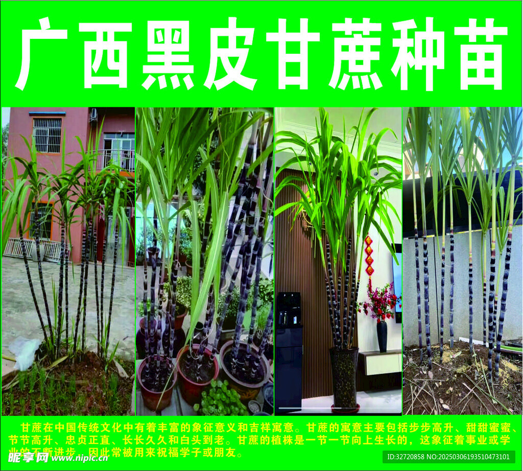 甘蔗