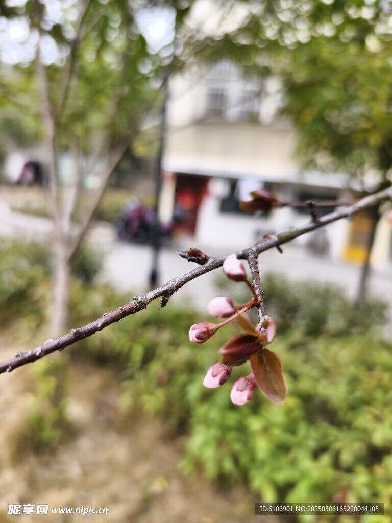 樱花