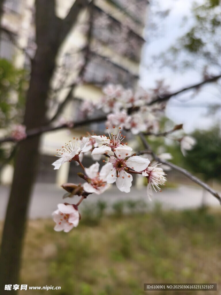 樱花