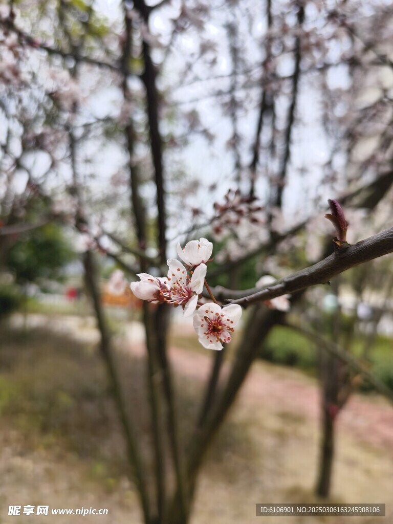 樱花