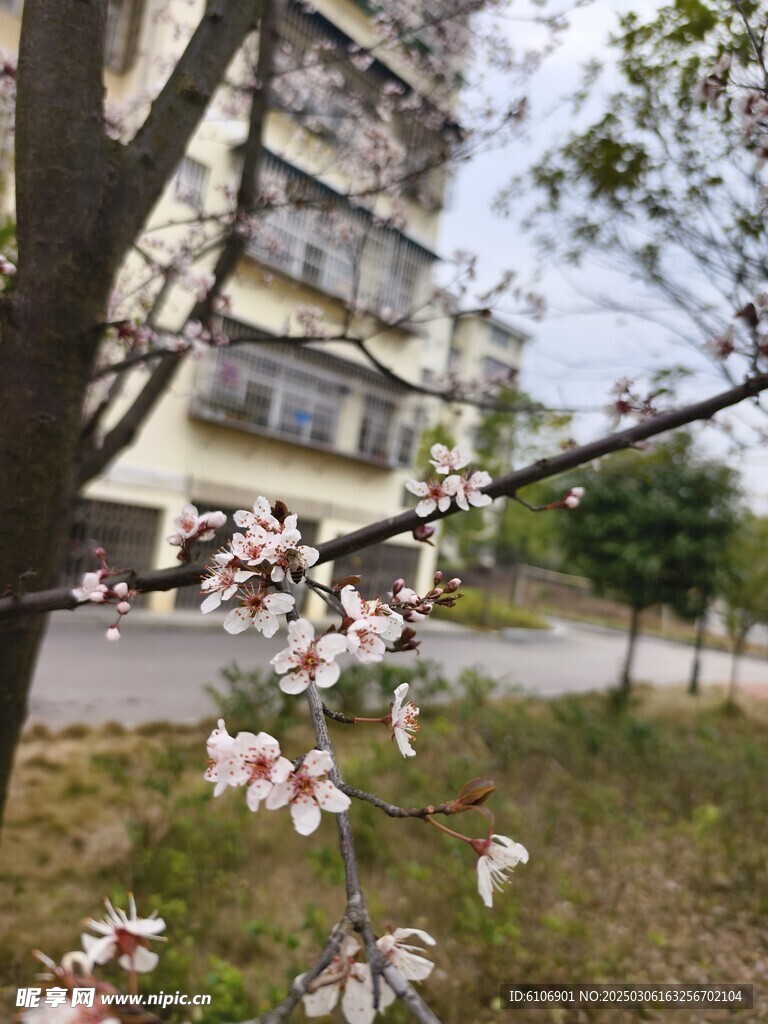 樱花