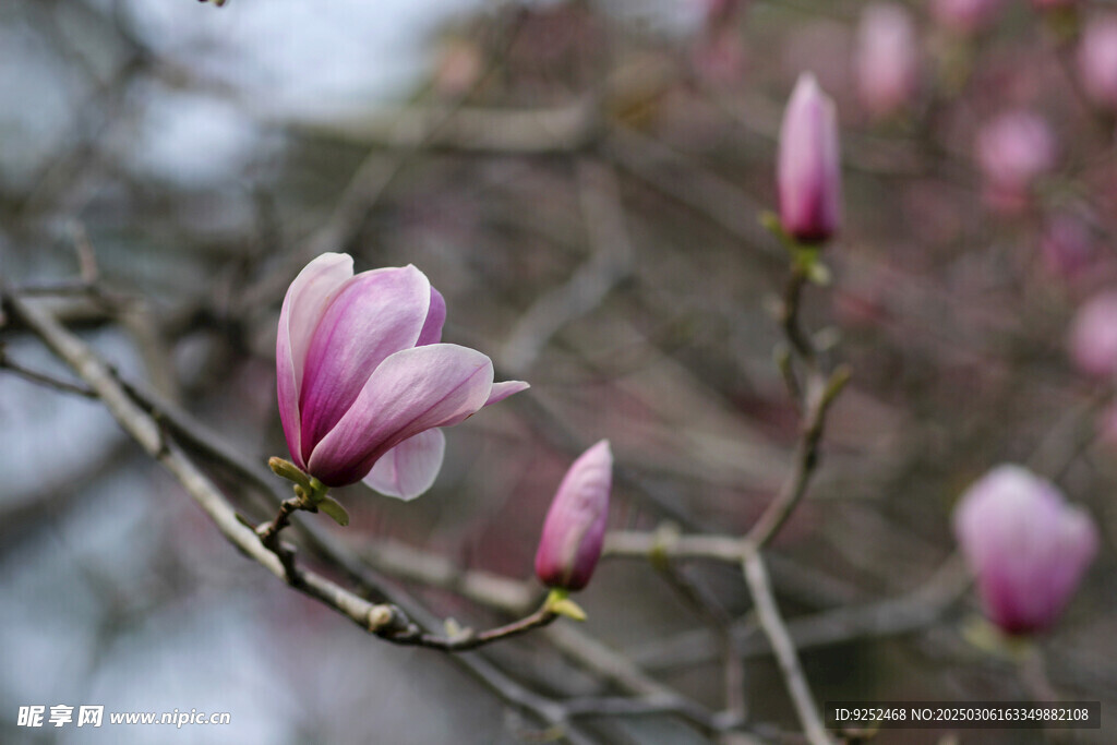 玉兰花 