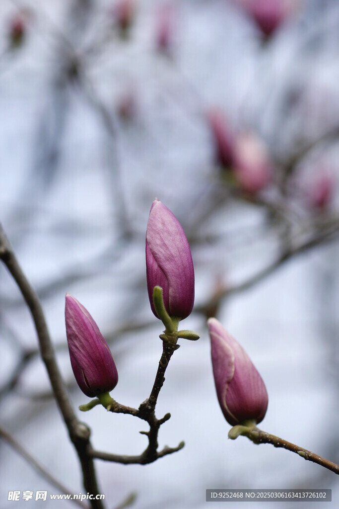 玉兰花