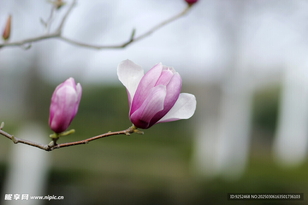 玉兰花 