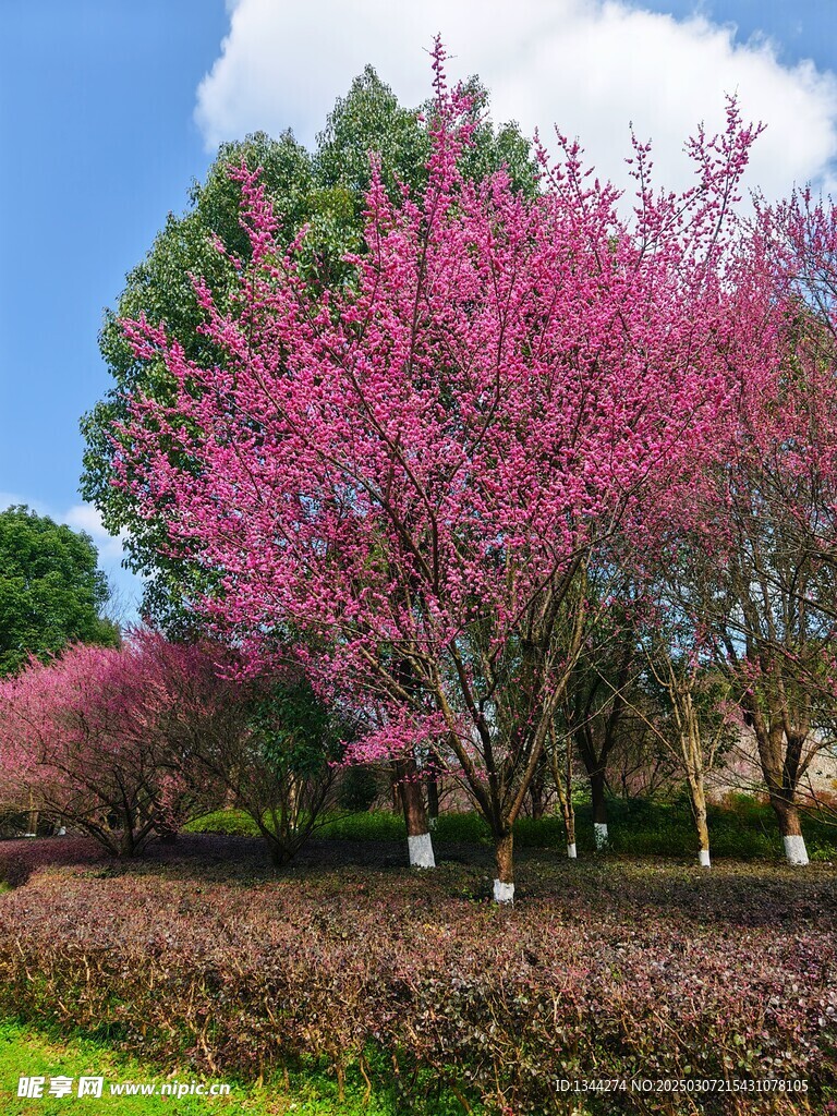 桃花
