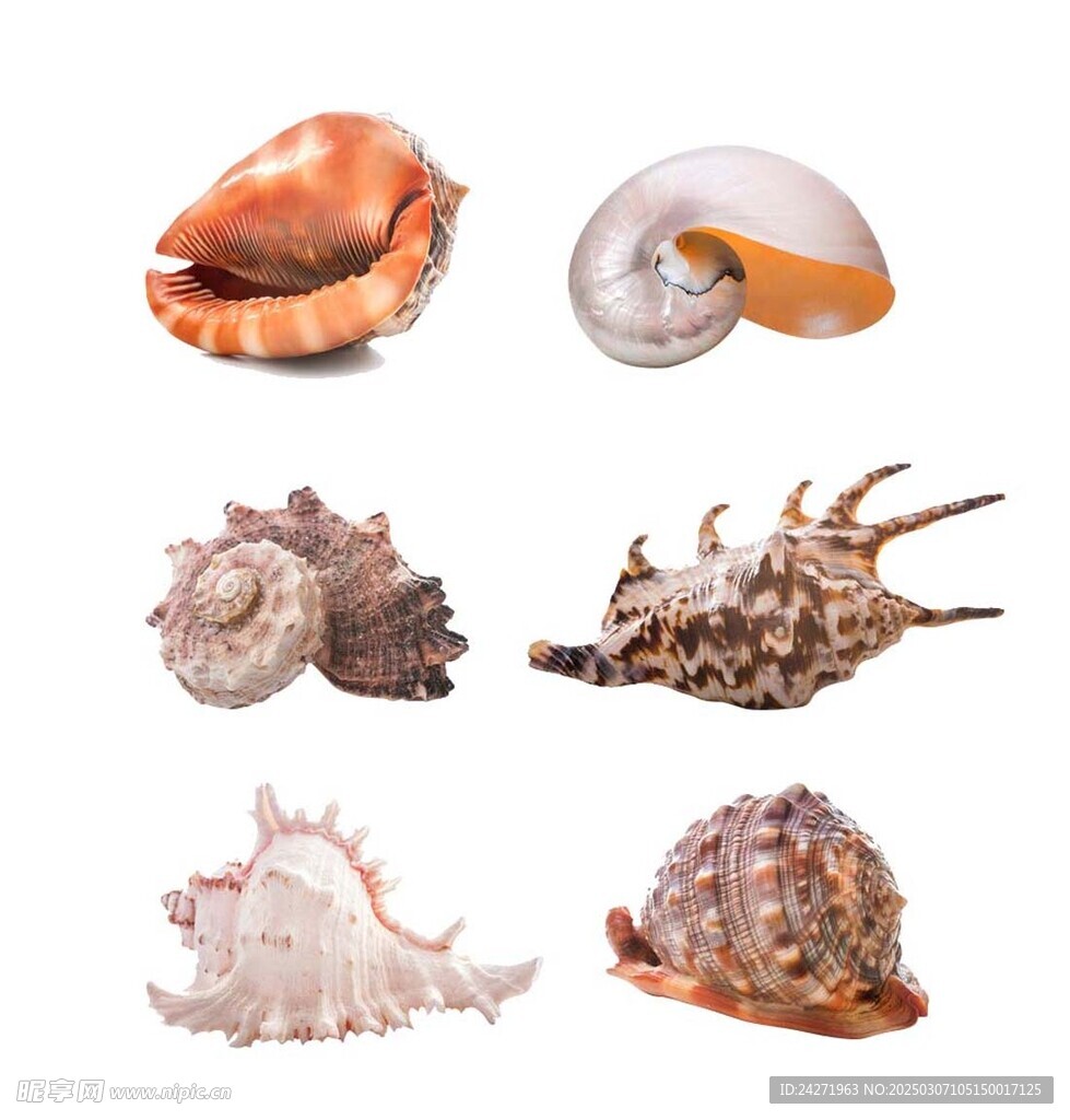 海螺