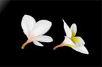 素馨花