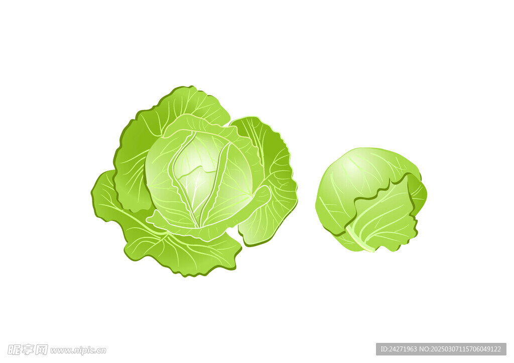 卷心菜