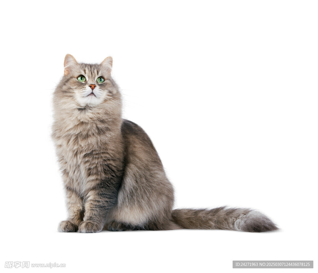 小猫