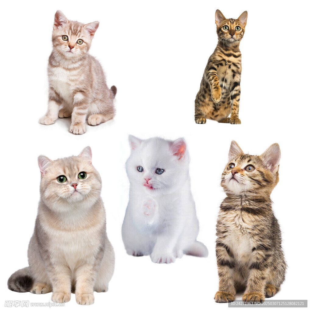 小猫