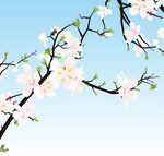 苹果花