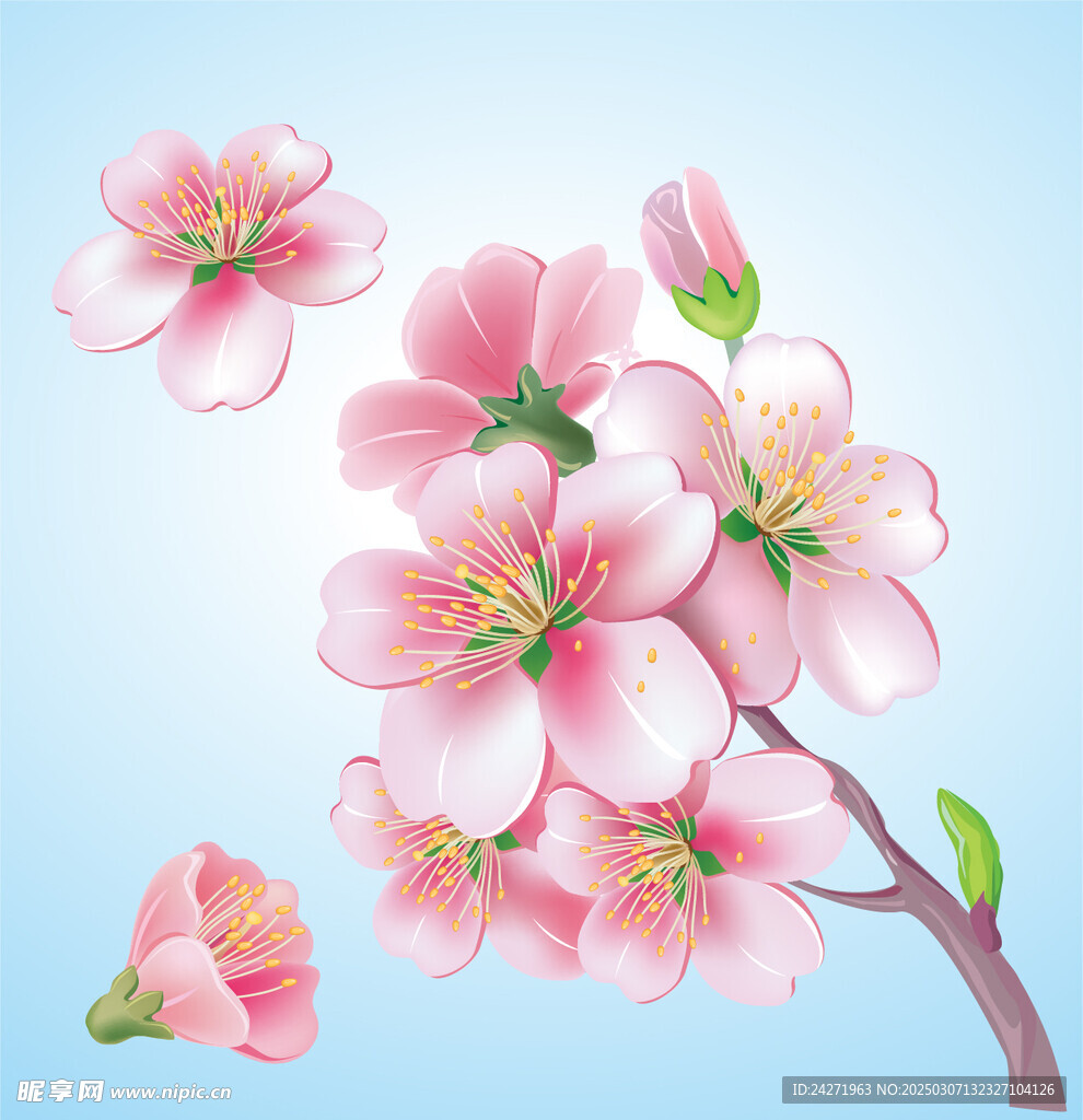樱花