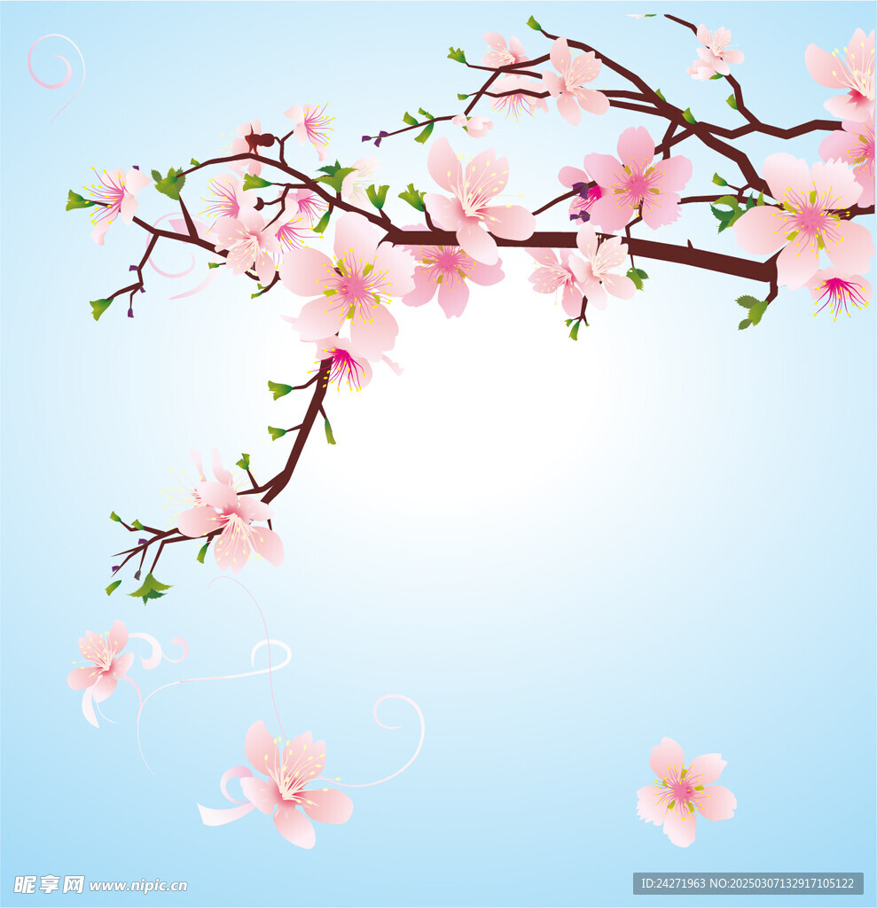 樱花