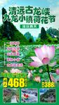 清远古龙峡荷花旅游