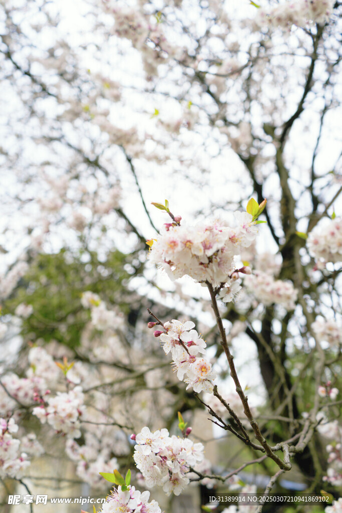 梨花