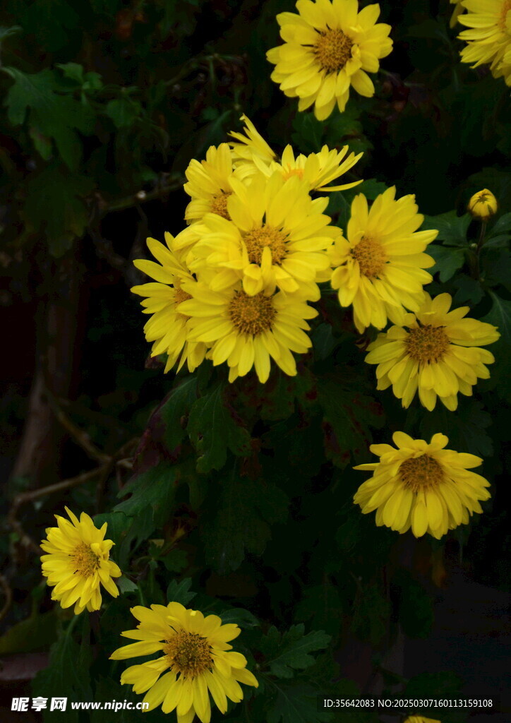 野菊