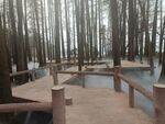 水杉林