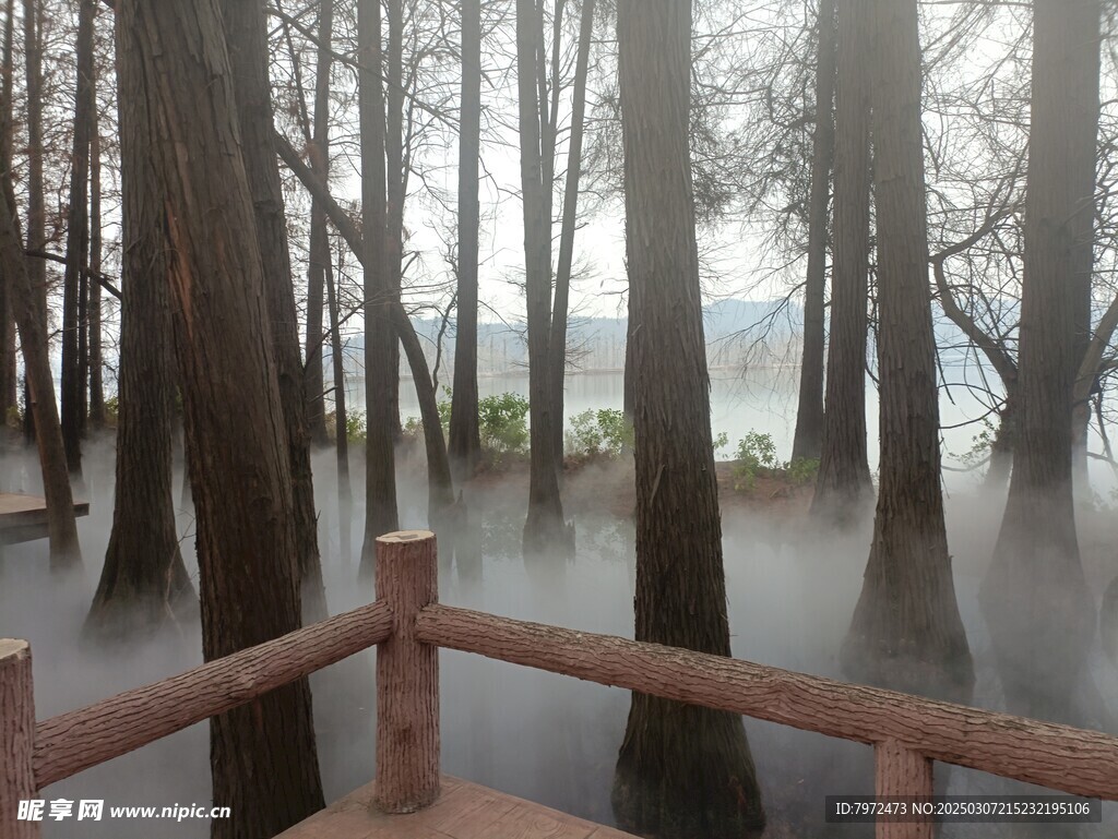 水杉林