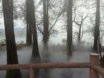 水杉林