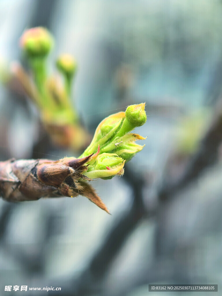 春芽