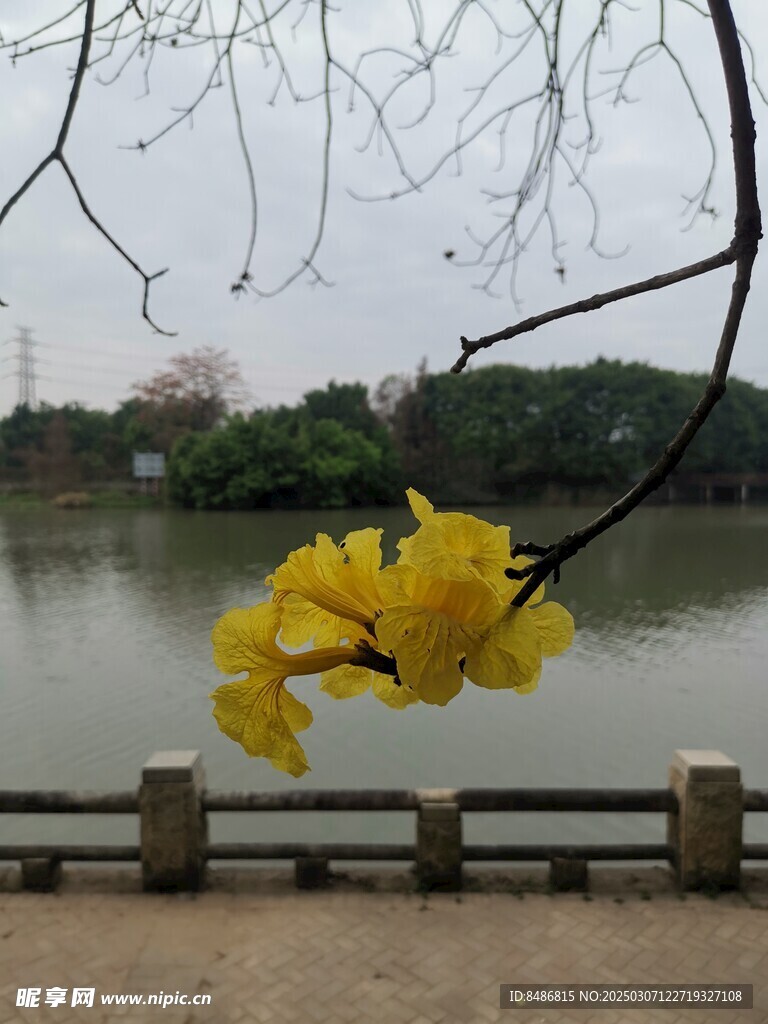 黄花风铃