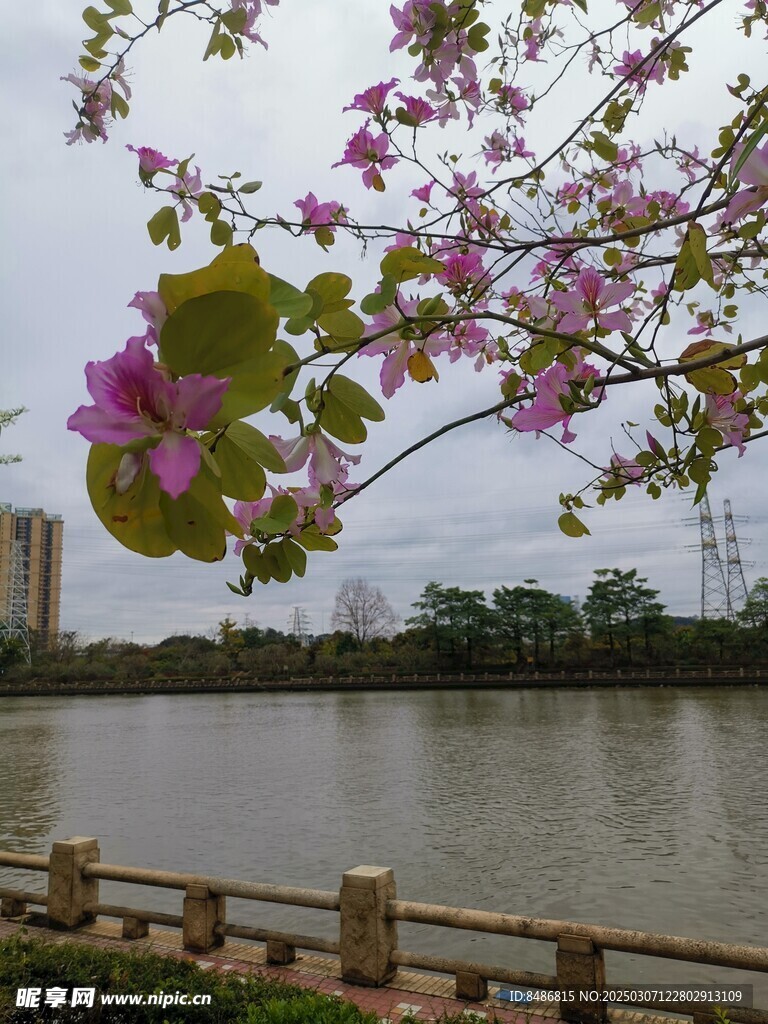 羊紫荆花