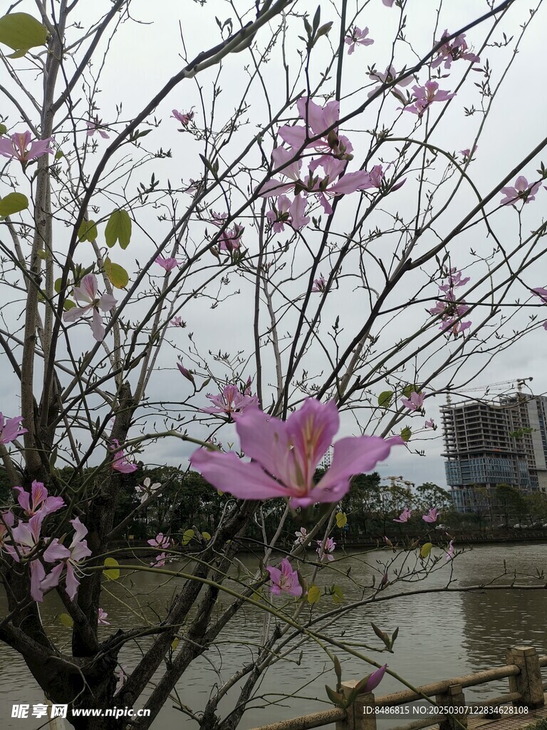 羊紫荆花