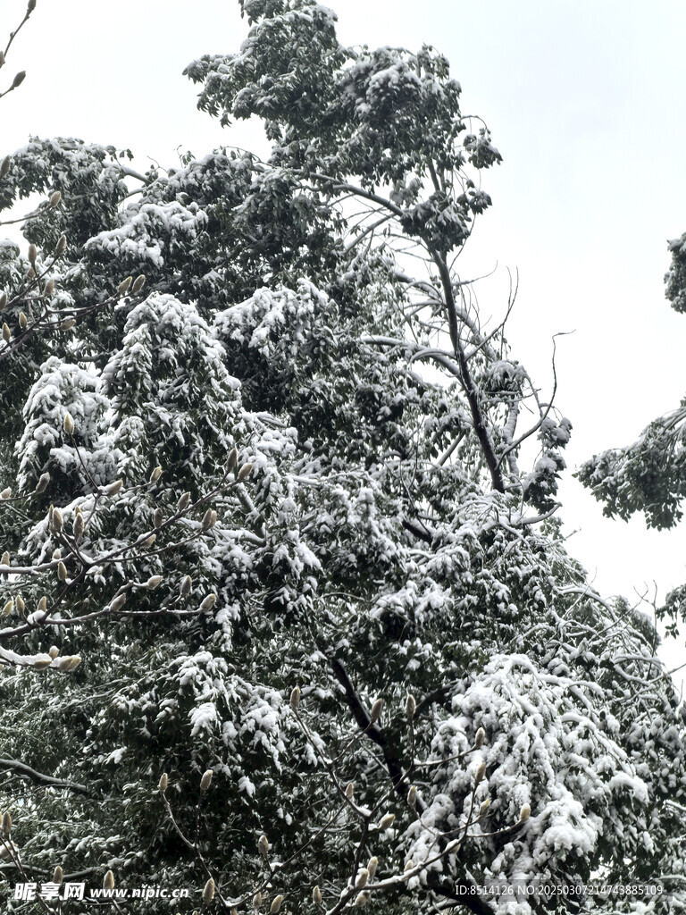 雪景